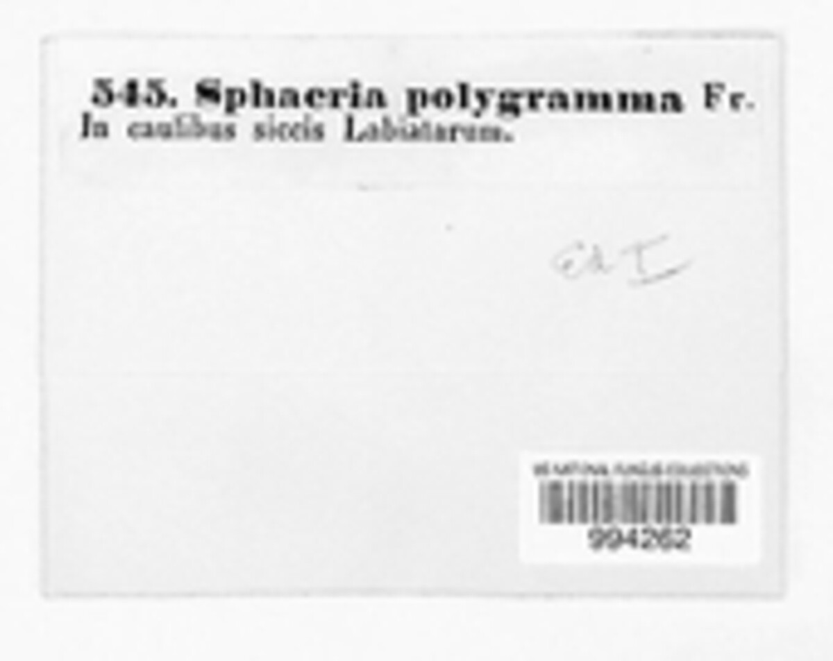 Mycosphaerella polygramma image